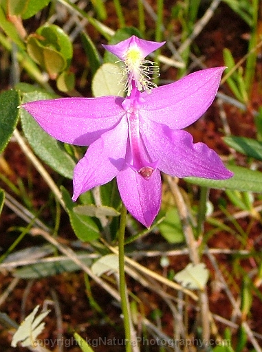 Calopogon-tuberosus-~-grass-pink-orchid-d