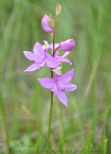 Calopogon-tuberosus-~-grass-pink-orchid-e