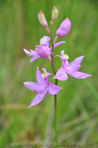 Calopogon-tuberosus-~-grass-pink-orchid-f