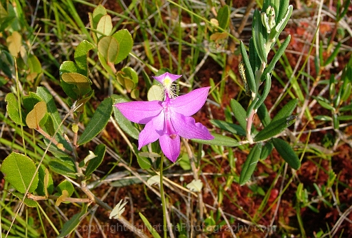 Calopogon-tuberosus-~-grass-pink-orchid-g