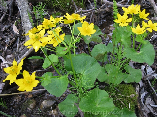 Caltha-palustris-~-yellow-marsh-marigold-b