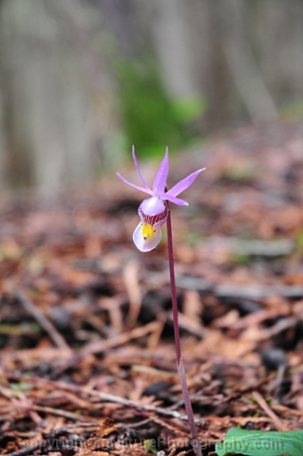 Calypso-bulbosa-~-fairy-slipper-orchid-c
