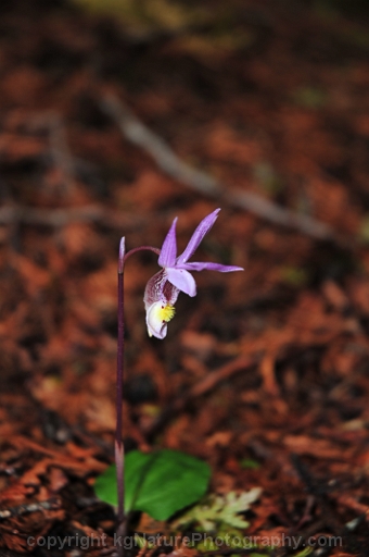 Calypso-bulbosa-~-fairy-slipper-orchid-e