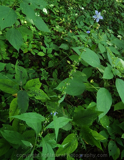 Campanulastrum-americanum-~-tall-bellflower-c