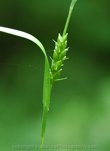 Carex-amphibola-~-eastern-narrowleaf-sedge-b