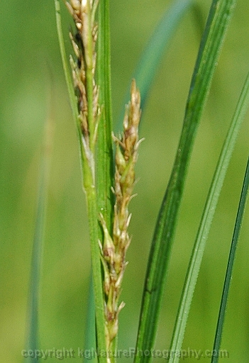 Carex-atherodes-~-wheat-sedge-b