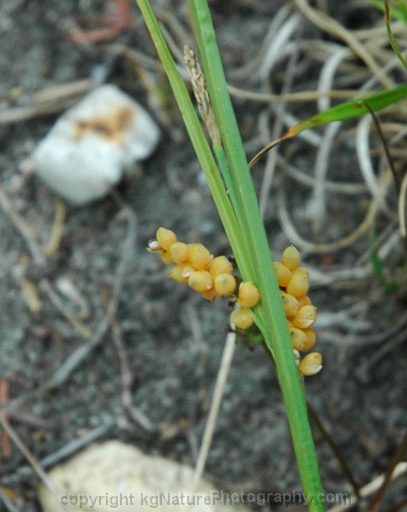 Carex-aurea-~-golden-sedge-b