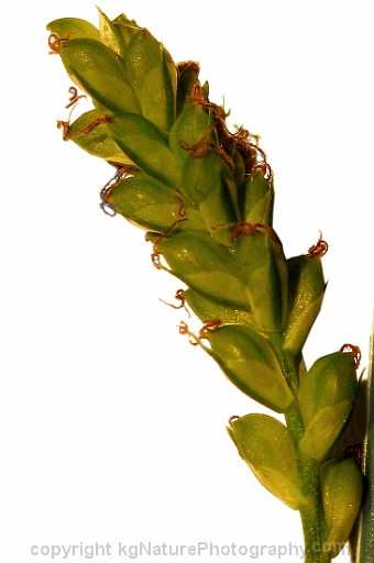 Carex-blanda-~-eastern-woodland-sedge-b