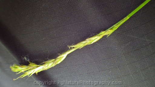Carex-bromoides-~-bromelike-sedge-b