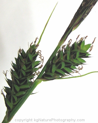 Carex-buxbaumii-~-Buxbaums-sedge-b
