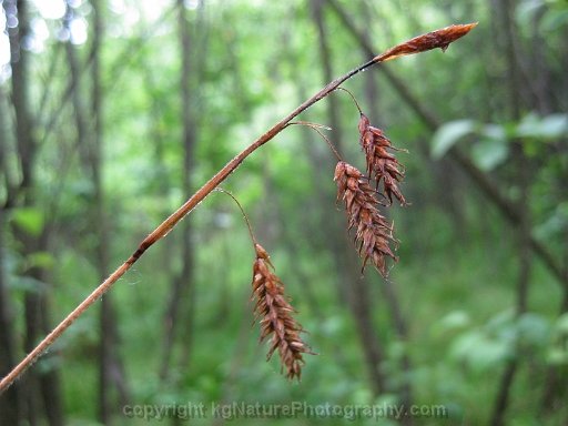 Carex-castanea-~-chestnut-sedge-b