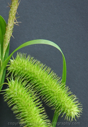 Carex-comosa-~-longhair-sedge-b