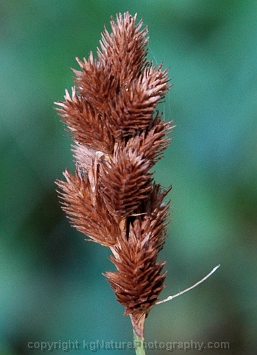 Carex-cristatella-~-crested-sedge-b