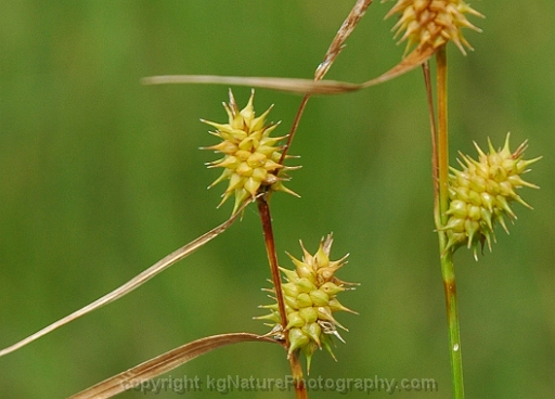 Carex-cryptolepis-~-northeastern-sedge-b