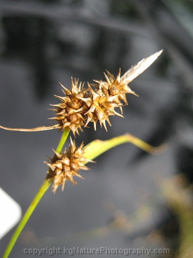 Carex-cryptolepis-~-northeastern-sedge-d