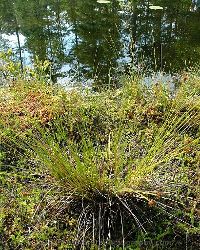 Carex-exilis-~-coastal-sedge-b