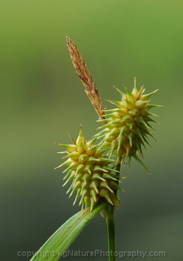 Carex-flava-~-yellow-sedge-b