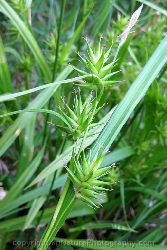 Carex-folliculata-~-northern-long-sedge-b