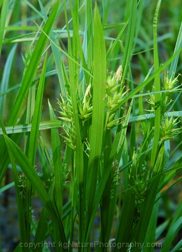 Carex-folliculata-~-northern-long-sedge-c
