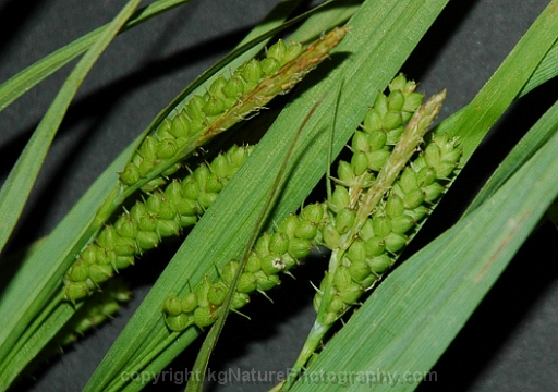 Carex-granularis-~-limestone-meadow-sedge-b