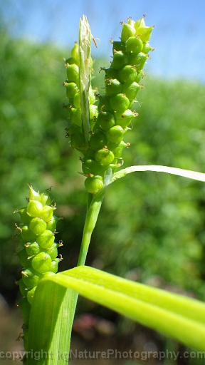 Carex-granularis-~-limestone-meadow-sedge-c