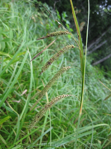 Carex-gynandra-~-gynadrous-sedge-c