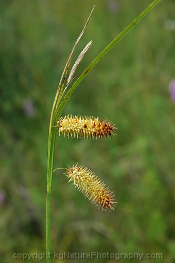Carex-hystericina-~-bottlebrush-sedge-b