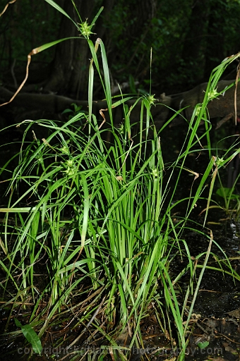 Carex-intumescens-~-greater-bladder-sedge-b