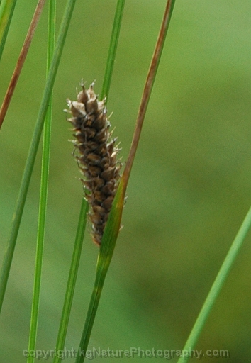Carex-lasiocarpa-~-woollyfruit-sedge-b
