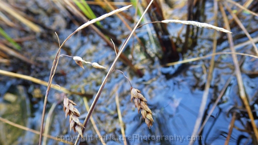 Carex-limosa-~-bog-sedge-b