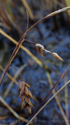 Carex-limosa-~-bog-sedge-c