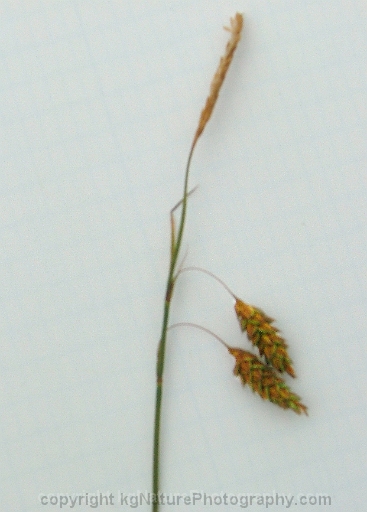Carex-limosa-~-bog-sedge-e