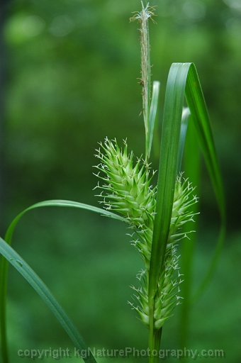 Carex-lupulina-~-hop-sedge-b