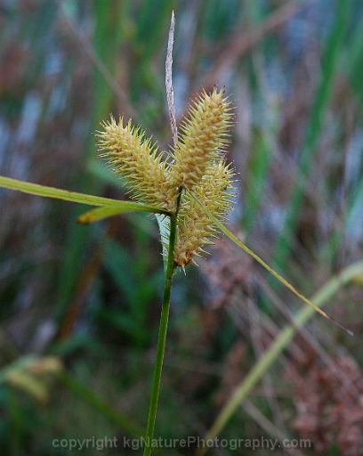 Carex-lurida-~-shallow-sedge-b