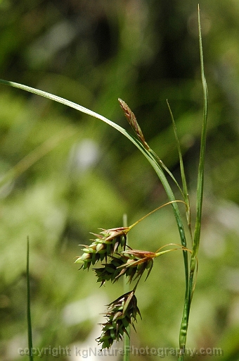 Carex-magellanica-~-Carex-paupercula-~-boreal-bog-sedge-b