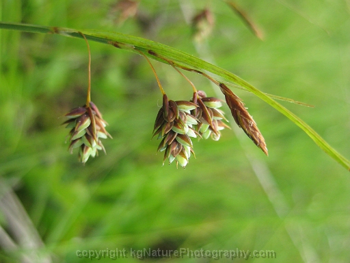 Carex-magellanica-~-Carex-paupercula-~-boreal-bog-sedge-c