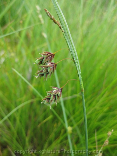 Carex-magellanica-~-Carex-paupercula-~-boreal-bog-sedge-d
