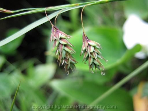 Carex-magellanica-~-Carex-paupercula-~-boreal-bog-sedge-e