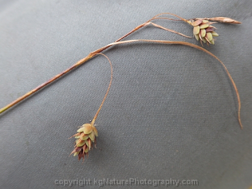 Carex-magellanica-~-Carex-paupercula-~-boreal-bog-sedge-f