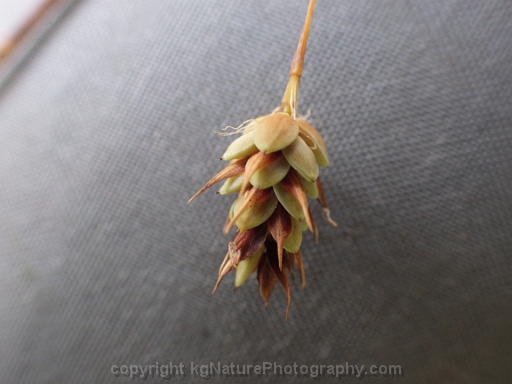 Carex-magellanica-~-Carex-paupercula-~-boreal-bog-sedge-g