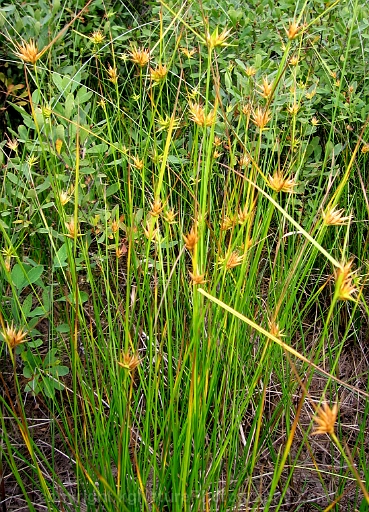 Carex-michauxiana-~-Michauxs-sedge-b