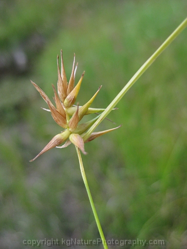 Carex-michauxiana-~-Michauxs-sedge-c