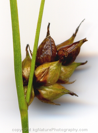 Carex-oligosperma-~-fewseed-sedge-b