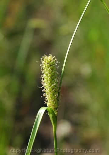 Carex-pellita-~-woolly-sedge-b