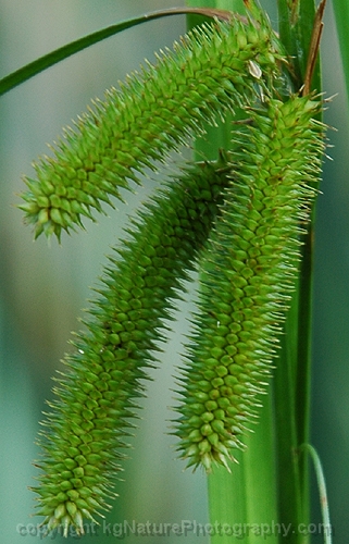 Carex-pseudocyperus-~-sedge-b