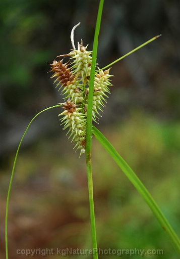 Carex-retrorsa-~-retrorse-sedge-b
