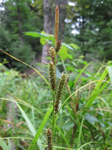 Carex-scabrata-~-eastern-rough-sedge-b
