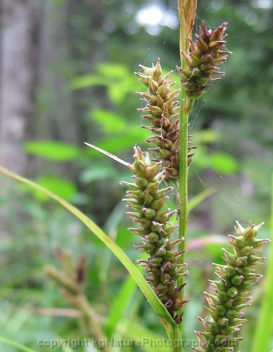 Carex-scabrata-~-eastern-rough-sedge-c