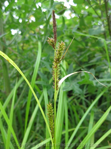 Carex-scabrata-~-eastern-rough-sedge-d