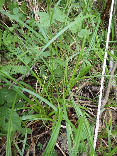 Carex-scabrata-~-eastern-rough-sedge-f